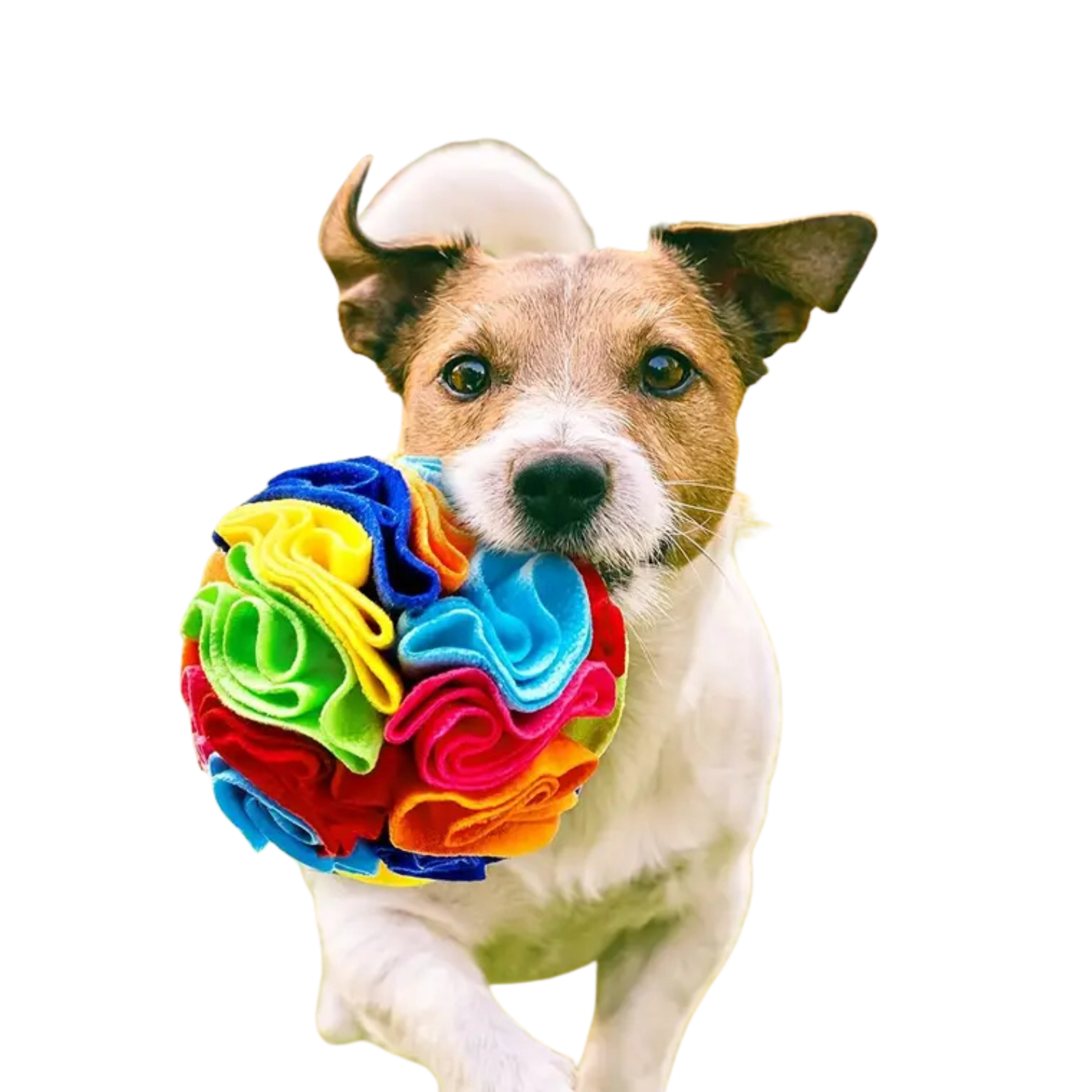 Snuffle Ball – lavinamasis kamuolys šuniukams