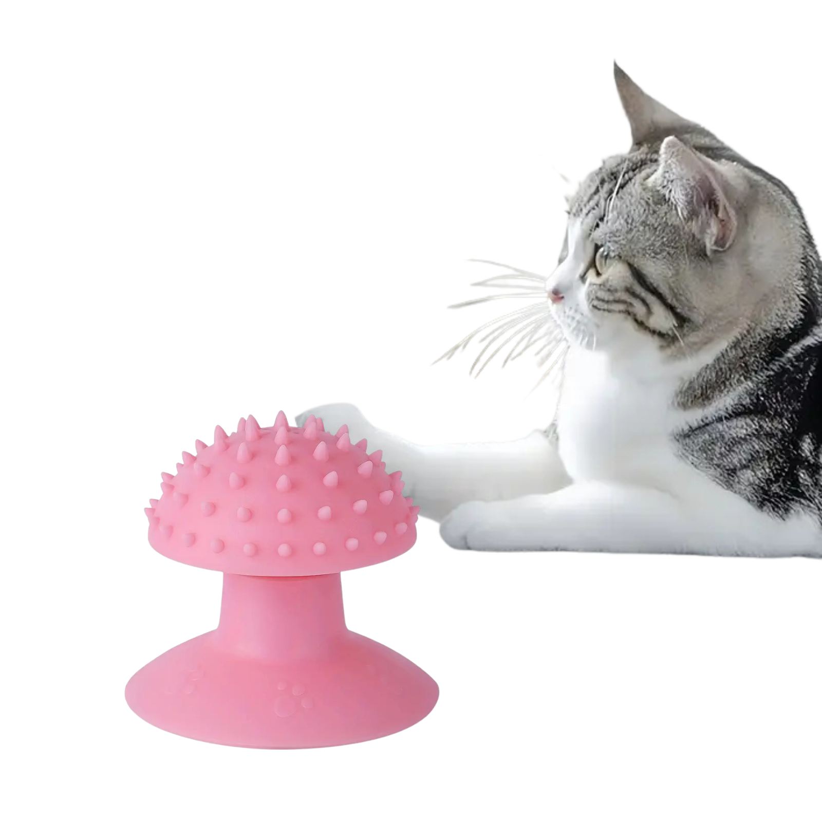 Atsipalaidavimo žaislas katėms – nuo ūsų iki uodegos