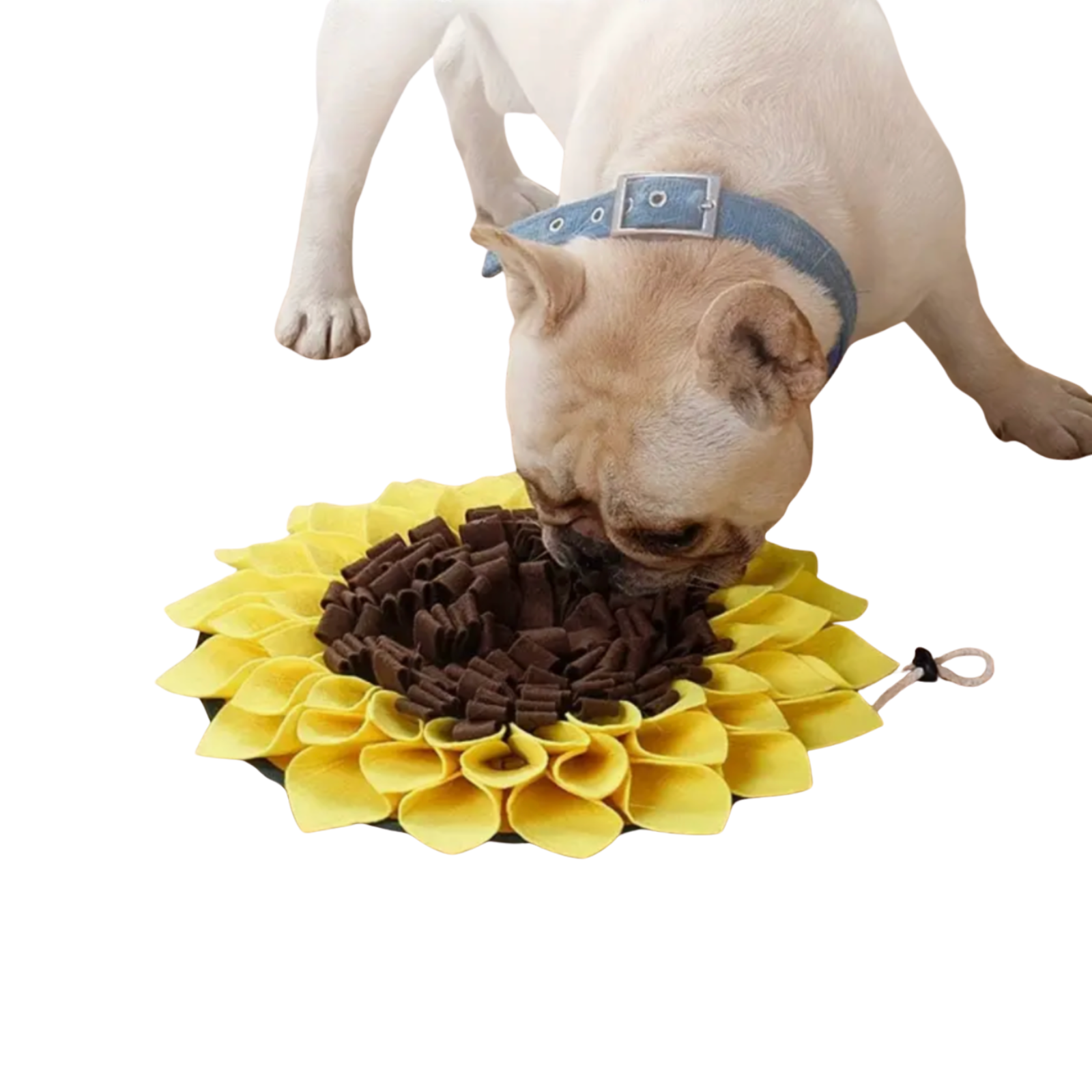 Pliušinis šuns žaislas „Saulėgrąža“