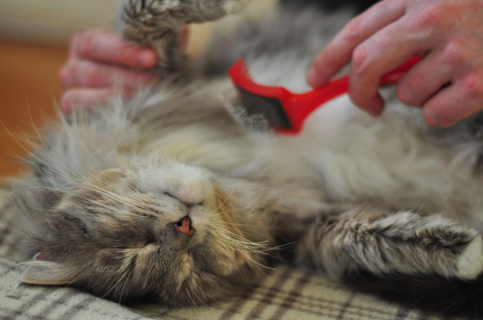 katės kailio priežiūra namuose šukuojant katę šepečiu